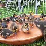 Am Arkadenhof Deutsch Haslau