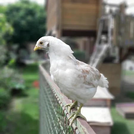 Am Arkadenhof דירה Deutsch Haslau