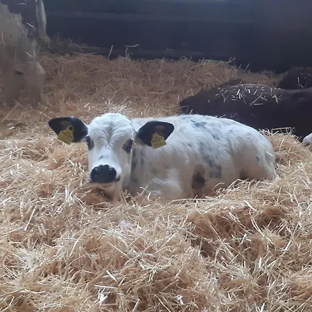 Am Arkadenhof Deutsch Haslau