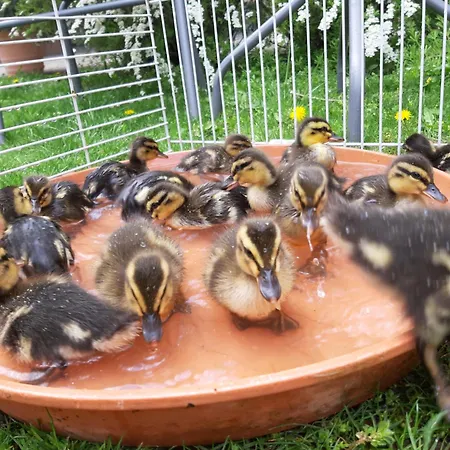 Am Arkadenhof Deutsch Haslau