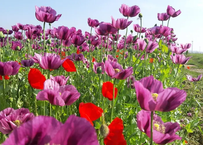 Am Arkadenhof Appartement