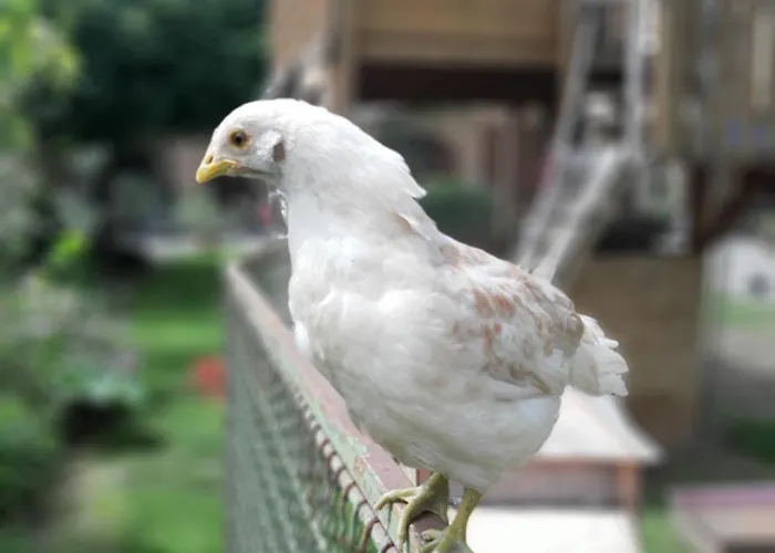 Am Arkadenhof Appartement Deutsch Haslau