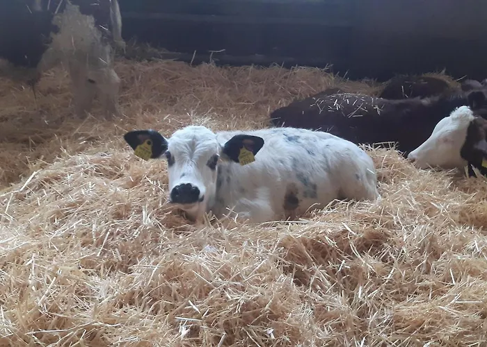 Am Arkadenhof Deutsch Haslau