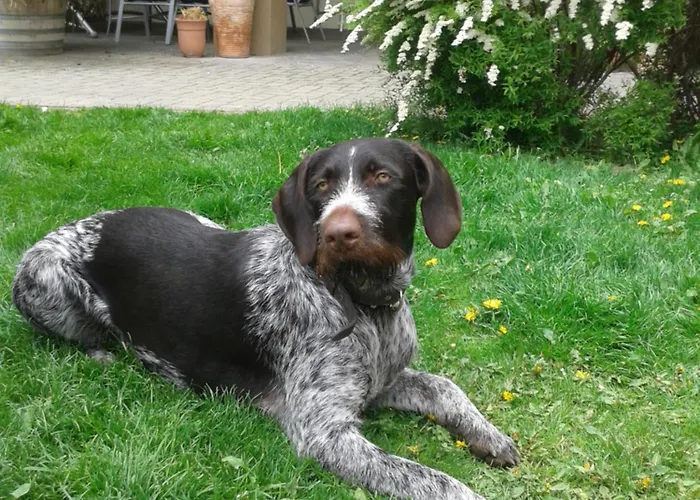 Am Arkadenhof Appartement Deutsch Haslau