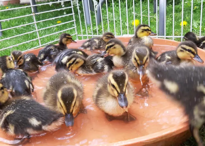 Am Arkadenhof Deutsch Haslau